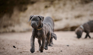 Cane Corso / Кане Корсо (7 фото из 8)