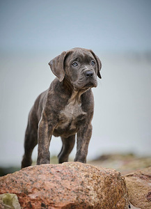 Cane Corso / Кане Корсо (8 фото из 8)