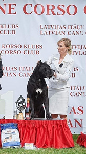 Кане Корсо / Cane Corso (3 фото из 3)