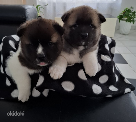 Amerikāņu akita (foto #3)