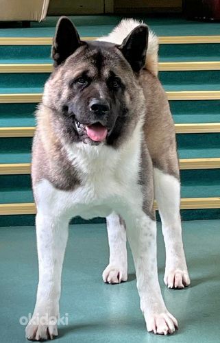 Amerikāņu akita (foto #8)