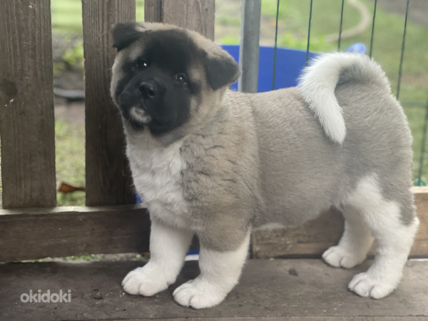 Amerikāņu akita (foto #1)