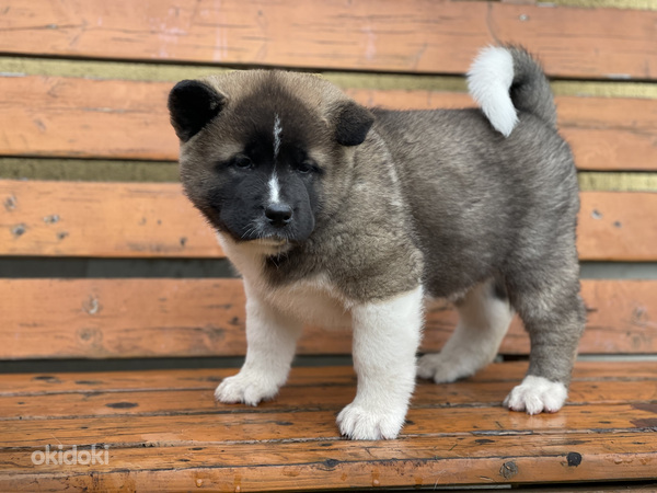 Amerikāņu akita (foto #4)