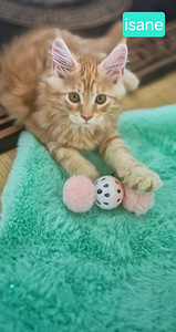 Maine Coon (4 foto / 10)