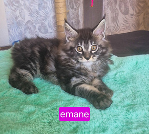 Maine Coon (5 foto / 10)