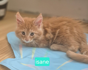 Maine Coon (3 foto / 10)
