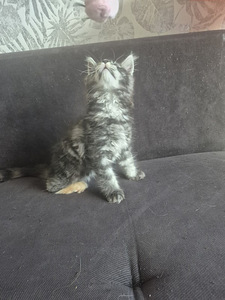 Maine Coon (6 foto / 10)