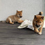 Shiba Inu kucēni puppies (foto #2)