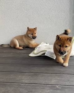 Shiba Inu kucēni puppies (2 foto no 8)