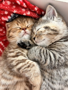 Британский котёнок (8 фото из 9)