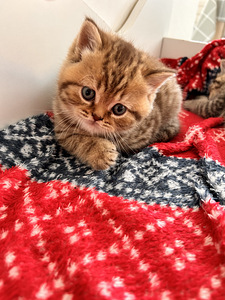 Британский котёнок (9 фото из 9)