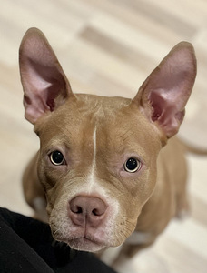 Emane American Bully puhtatõuline koer (3 foto / 3)