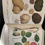 Taimede entsüklopeedia (foto #2)