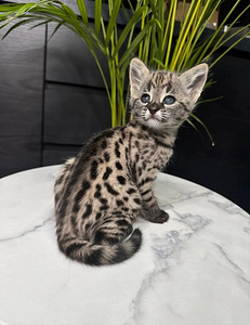 Продаеться котенок пароды Savannah (4 фото из 4)