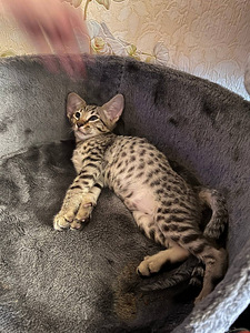 Котята Savannah (2 фото из 6)