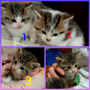 РОЖДЕСТВЕНСКИЕ КОТЯТА (1 фото из 1)