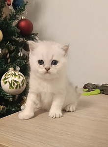 Шотландские котята (5 фото из 10)