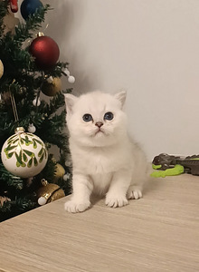 Шотландские котята (9 фото из 10)