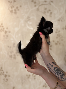 Kutsikas chihuahua (2 foto / 3)