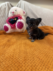 Kutsikas chihuahua (3 foto / 3)
