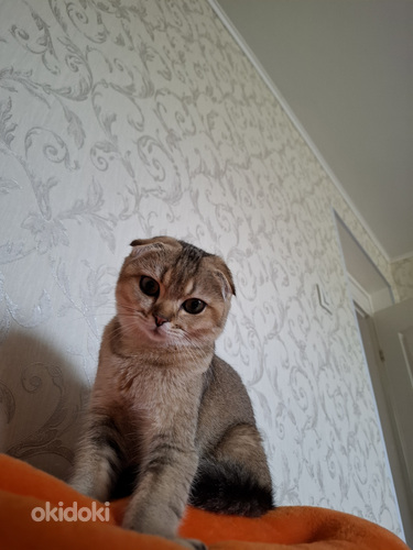 Вислаухая шотландская кошка ищет жениха