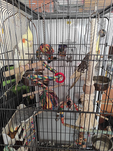 Müün 4 papagoi nümfikabeli koos suure puuriga