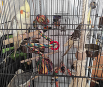 Müün 4 papagoi nümfikabeli koos suure puuriga