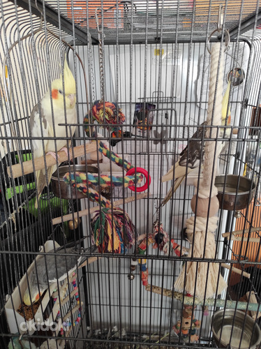 Müün 4 papagoi nümfikabeli koos suure puuriga (foto #1)
