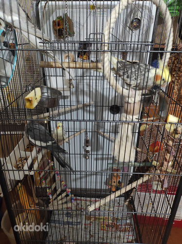 Müün 4 papagoi nümfikabeli koos suure puuriga (foto #2)