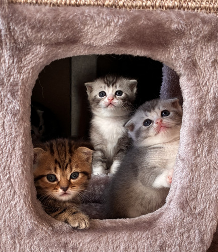 Scottish Fold/Straight kassipojad