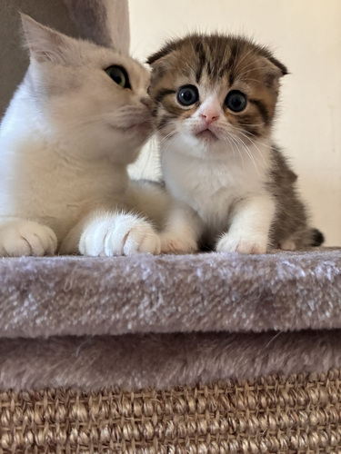 Scottish Fold/Straight kassipojad