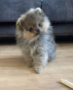 Pomeranian/ Kääbusspitz (1 foto / 4)