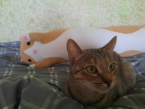 Cat looking for lovely home (1 foto / 10)