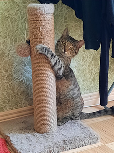 Cat looking for lovely home (6 foto / 10)