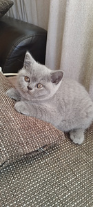 Продам британских котят (1 фото из 3)