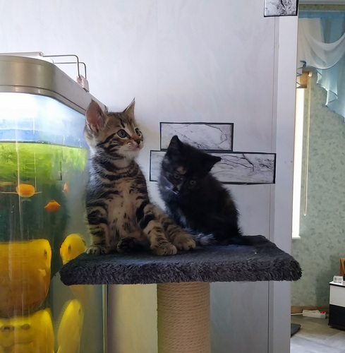 Котики. Kassipojad.
