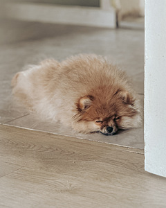 Rādīt daudzsološs Pomeranian Pomeranian meitene (6 foto no 8)