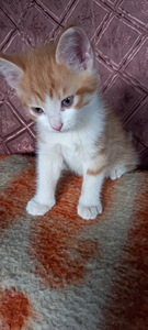 Котята забронированы (3 фото из 5)