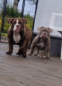 Ameerika bully (1 foto / 5)