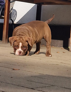 Ameerika bully (2 foto / 5)