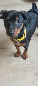 Карликовый пинчер (4 фото из 5)