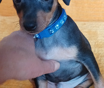 Miniatūrais pinčers