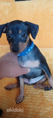 Карликовый пинчер