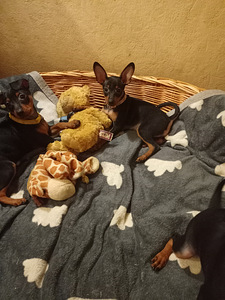 Карликовый пинчер (4 фото из 6)