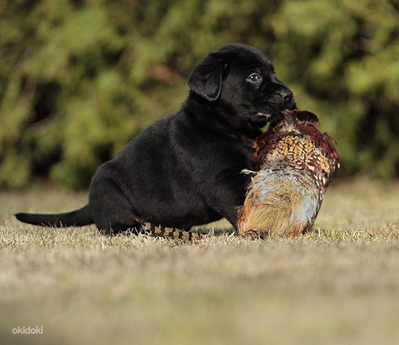 Labrador retrieveri kutsikad/ black labradori kutsikad FCI (foto #9)