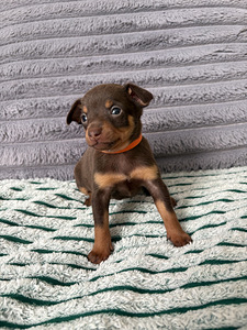 Щенки русского той-терьера (3 фото из 8)