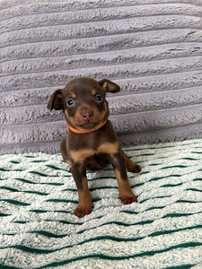 Щенки русского той-терьера (4 фото из 8)