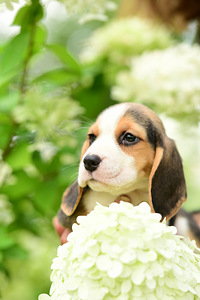 Beagle kutsikaad