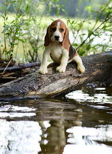 Beagle puppy (1 foto / 7)