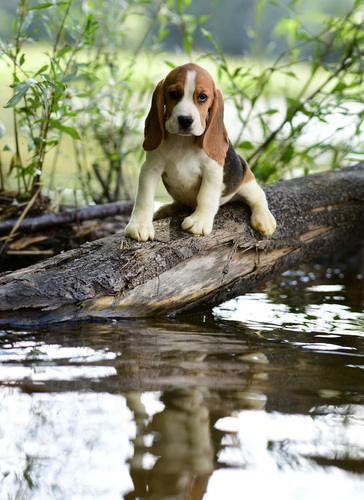 Beagle puppy